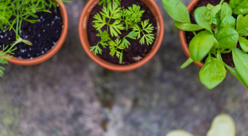 Start Gardening Right Inside Your Apartment